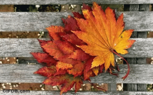 A Bunch Of Autumn Leaves On A Wooden Fence GIF