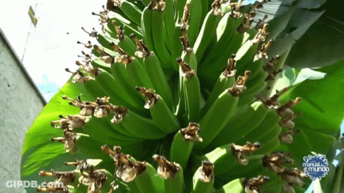 A Bunch Of Bananas Are Growing On A Tree With A Logo For Manual El Mundo In The Background GIF