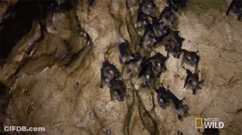 A Bunch Of Bats Are Hanging From A Rock With The Words National Geographic Wild Written On The Bottom GIF