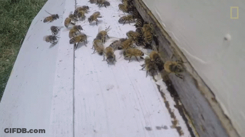 A Bunch Of Bees Are Crawling On The Side Of A Building GIF