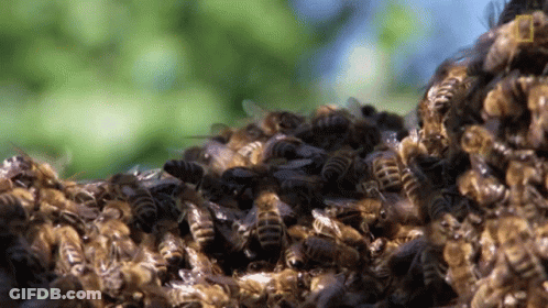 A Bunch Of Bees Are Gathered Together On A Tree GIF