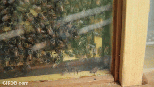 A Bunch Of Bees Are Sitting On A Window Sill GIF