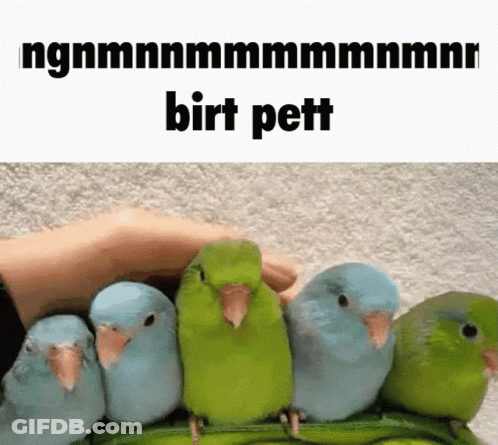 A Bunch Of Birds Are Sitting Next To Each Other And A Person Is Petting One Of Them GIF