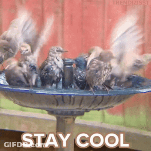 A Bunch Of Birds Sitting On Top Of A Bird Bath With The Words Stay Cool Written Below Them GIF
