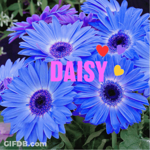A Bunch Of Blue Daisies With The Word Daisy Written On Them GIF