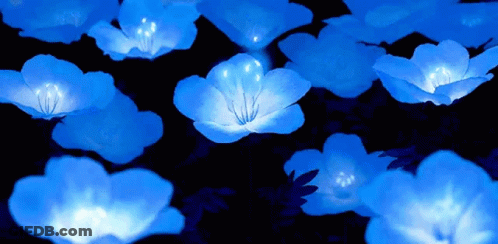 A Bunch Of Blue Flowers That Are Lit Up At Night GIF
