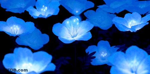 A Bunch Of Blue Flowers That Are Lit Up In The Dark GIF