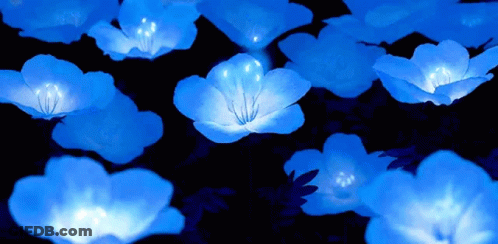 A Bunch Of Blue Flowers That Are Lit Up In The Dark GIF