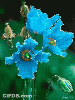 A Bunch Of Blue Flowers With A Green Center And The Number 777 On The Bottom GIF