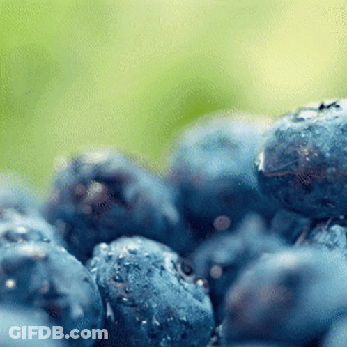 A Bunch Of Blueberries With Water Drops On Them On A Green Background GIF