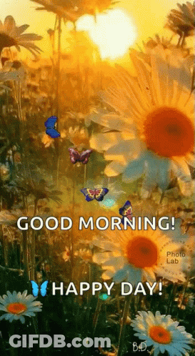 A Bunch Of Butterflies Are Flying Around A Field Of Daisies . GIF