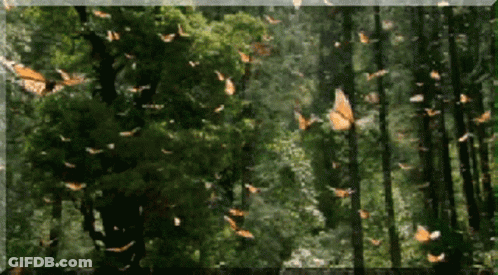 A Bunch Of Butterflies Are Flying Through The Trees GIF