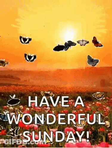 A Bunch Of Butterflies Flying Over A Field Of Flowers With The Words `` Have A Wonderful Sunday '' . GIF