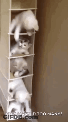 A Bunch Of Cats Are Playing In A Shoe Rack And Asking How Many Id Too Many . GIF