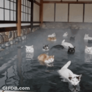 A Bunch Of Cats Are Swimming In A Pool Of Water GIF