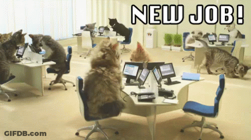 A Bunch Of Cats Sitting At Desks In An Office With The Words New Job Written Above Them GIF
