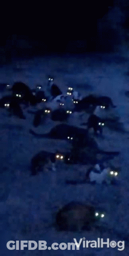 A Bunch Of Cats With Glowing Eyes Are In The Dark GIF