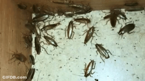 A Bunch Of Cockroaches Are Crawling In A Box GIF