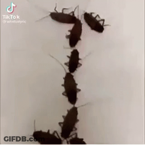 A Bunch Of Cockroaches Are Standing On A White Surface . GIF
