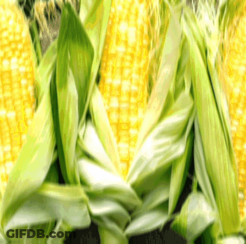 A Bunch Of Corn On The Cob With Green Leaves On Them GIF