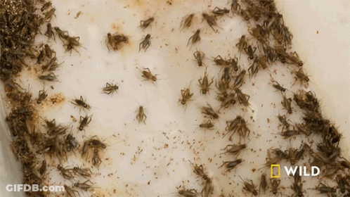 A Bunch Of Crickets Are Sitting On A White Surface With The Word Wild On The Bottom GIF