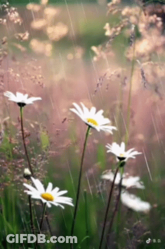 A Bunch Of Daisies Are In The Rain GIF