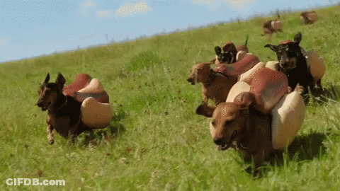 A Bunch Of Dogs Are Running In A Field With Hot Dogs On Their Backs GIF