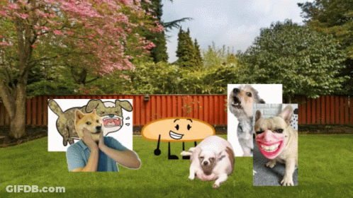 A Bunch Of Dogs Are Standing In A Backyard GIF