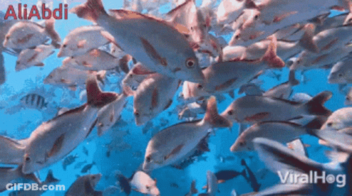 A Bunch Of Fish Are Swimming In The Ocean With The Name Aliabdi On The Top Left GIF
