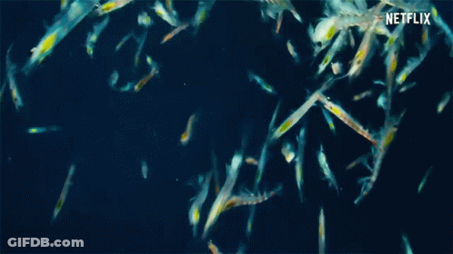 A Bunch Of Fish Are Swimming In The Water And Netflix Is Written On The Bottom Of The Screen . GIF