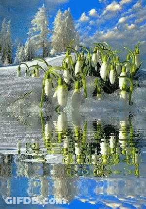 A Bunch Of Flowers Are Growing Out Of The Water GIF