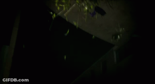 A Bunch Of Flowers Falling From The Ceiling GIF
