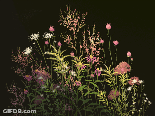 A Bunch Of Flowers With A Black Background GIF