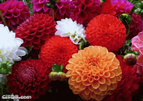A Bunch Of Flowers With The Email Lana.vladi@mail.ru On The Bottom Right GIF