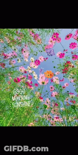 A Bunch Of Flowers With The Words Good Morning Sunshine Written On It GIF