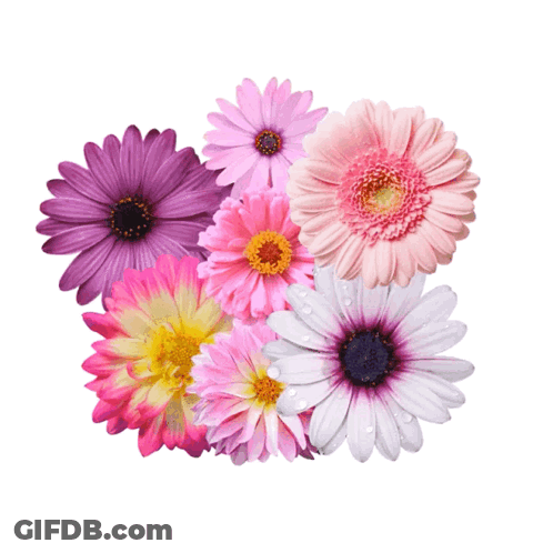 A Bunch Of Flowers With Water Drops On Them On A White Background GIF