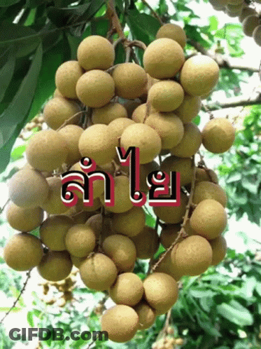 A Bunch Of Fruit Hanging From A Tree With The Word ' A ' In Red GIF