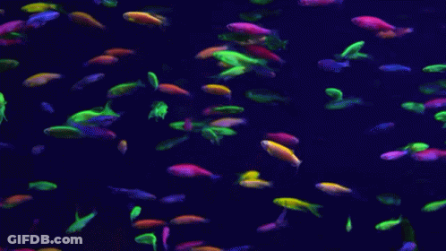 A Bunch Of Glow In The Dark Fish Are Swimming In A Dark Aquarium GIF