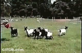 A Bunch Of Goats Are Walking In A Field GIF