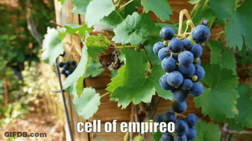 A Bunch Of Grapes Hanging From A Vine With The Words Cell Of Empireo Below Them GIF