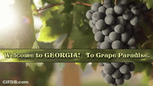 A Bunch Of Grapes Hanging From A Vine With The Words Welcome To Georgia GIF
