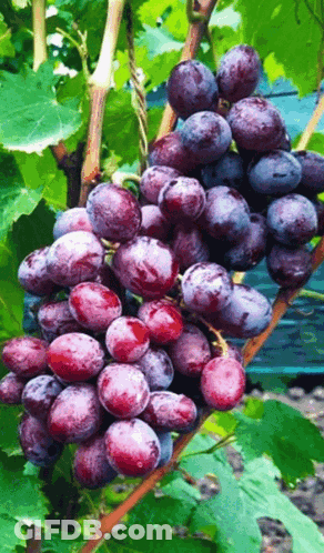A Bunch Of Grapes On A Vine With Green Leaves GIF
