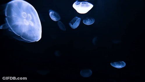 A Bunch Of Jellyfish Are Floating In The Water GIF
