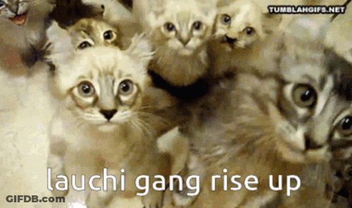 A Bunch Of Kittens With The Words Lauchi Gang Rise Up GIF