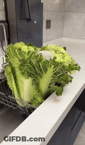 A Bunch Of Lettuce Is Sitting On A Counter In A Kitchen GIF