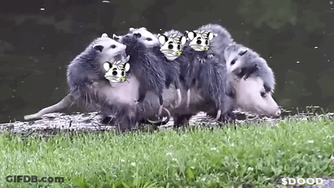 A Bunch Of Opossums Are Standing In The Grass And One Of Them Has A Face On It GIF