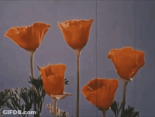 A Bunch Of Orange Flowers Are Against A Blue Sky GIF