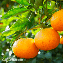 A Bunch Of Oranges Hanging From A Tree Branch GIF