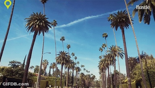 A Bunch Of Palm Trees On A Street With The Word Bustle On The Bottom Right GIF