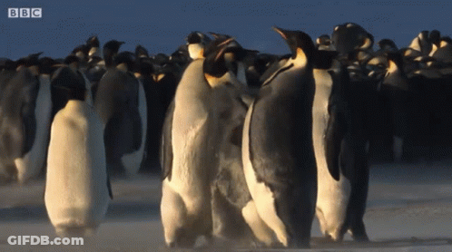 A Bunch Of Penguins Are Walking In The Snow With Bbc Written On The Bottom Right GIF